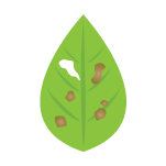 ป้องกันโรคใบจุด leaf spot ป้องกันโรคพืช รักษาโรคพืช